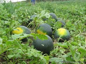 渭南网红吃瓜事件真相,揭秘背后真相与网络舆论的反思  第1张