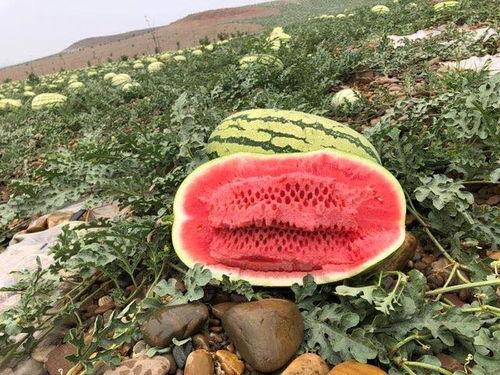 新疆吃瓜网红叫什么名字,瓜界新宠,带你领略西域风情 第1张 新疆吃瓜网红叫什么名字,瓜界新宠,带你领略西域风情 第1张